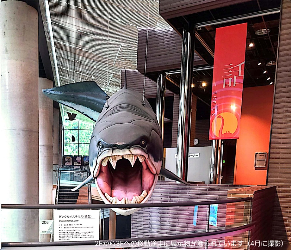 茨城県自然博物館で展示されているサメ