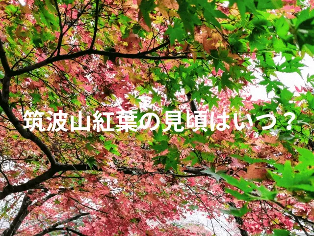 筑波山の紅葉の見頃時期を表した写真