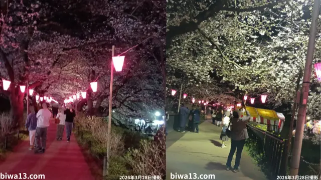 夜桜を見に行った時の写真