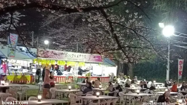 桜堤内公衆トイレ横の広場「特別エリア」の有料席の写真