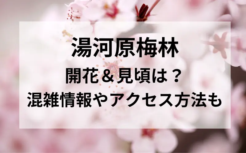 湯河原梅林の開花＆見頃は？混雑情報とアクセス方法のイメ－ジイラスト